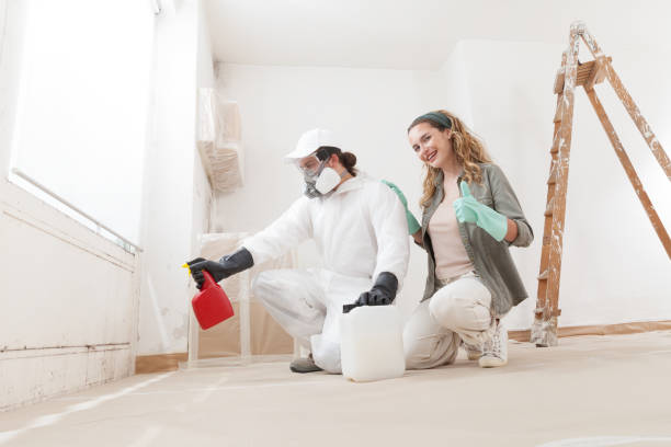 Mold Odor Removal Services in Spring Creek, NV